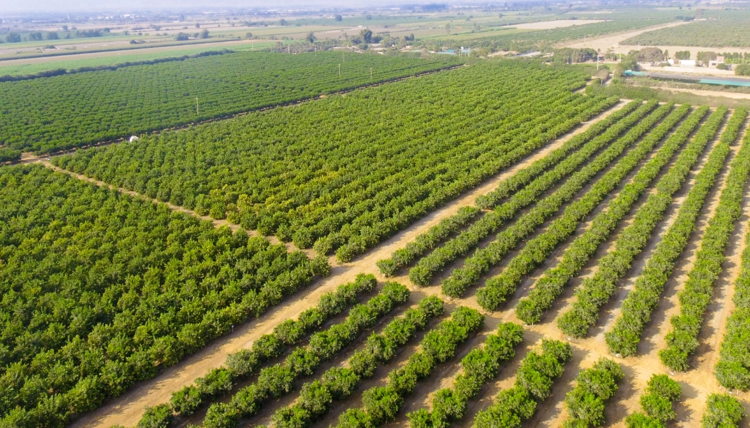 Aerial view of a large, organized orange grove with rows of trees extending into the distance, showcasing nature's digital transformation under a clear sky.