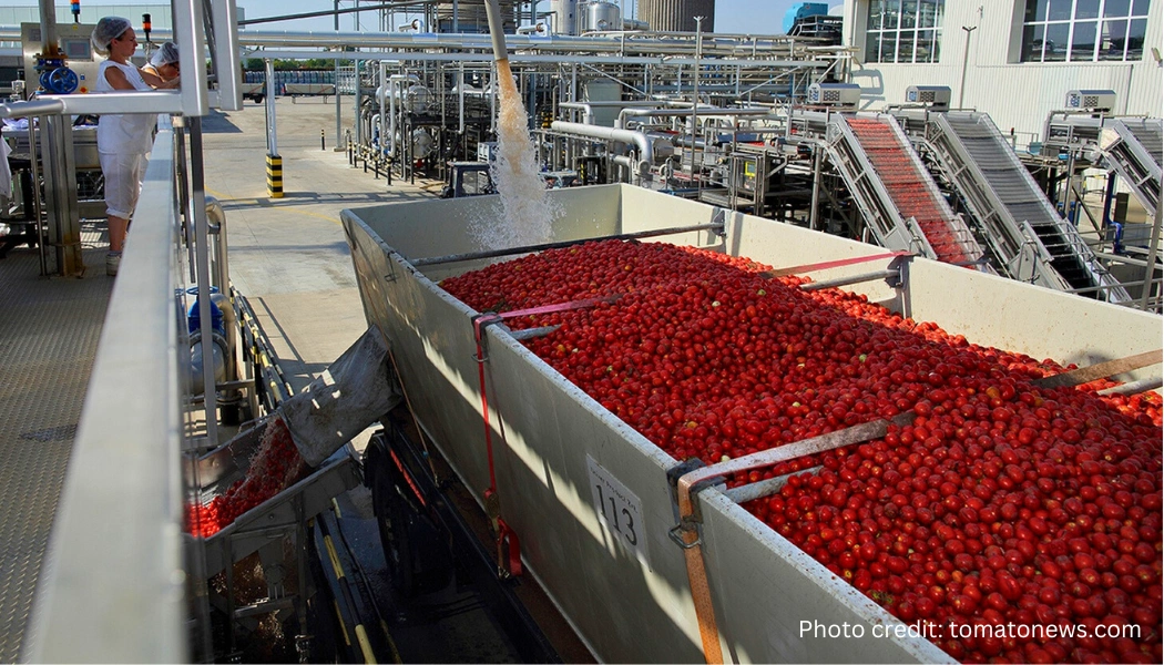 A large industrial container is filled with tomatoes at a processing facility. A worker oversees the load sequencer as water is sprayed over the tomatoes. Conveyor belts are visible in the background.