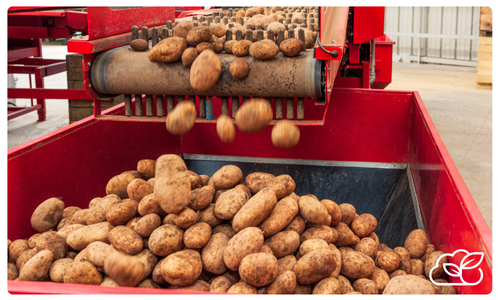 Potatoes being sorted on a conveyor belt, dropping into a red bin.