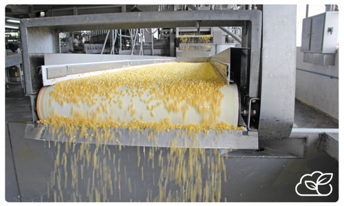 A conveyor belt transports a large quantity of yellow corn kernels in an industrial food processing facility, supported by a management system for nut and seed processors to ensure smooth operations.