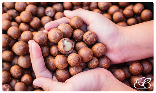 Hands holding a pile of unshelled macadamia nuts, with one nut partially cracked open, surrounded by more macadamia nuts—perfect imagery for showcasing a management system for nut and seed processors.