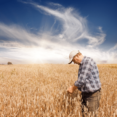 A man in a plaid shirt and cap examines wheat plants in a golden field under a blue sky with wispy clouds and bright sunlight, showcasing the dedication of extendag to modern agriculture.