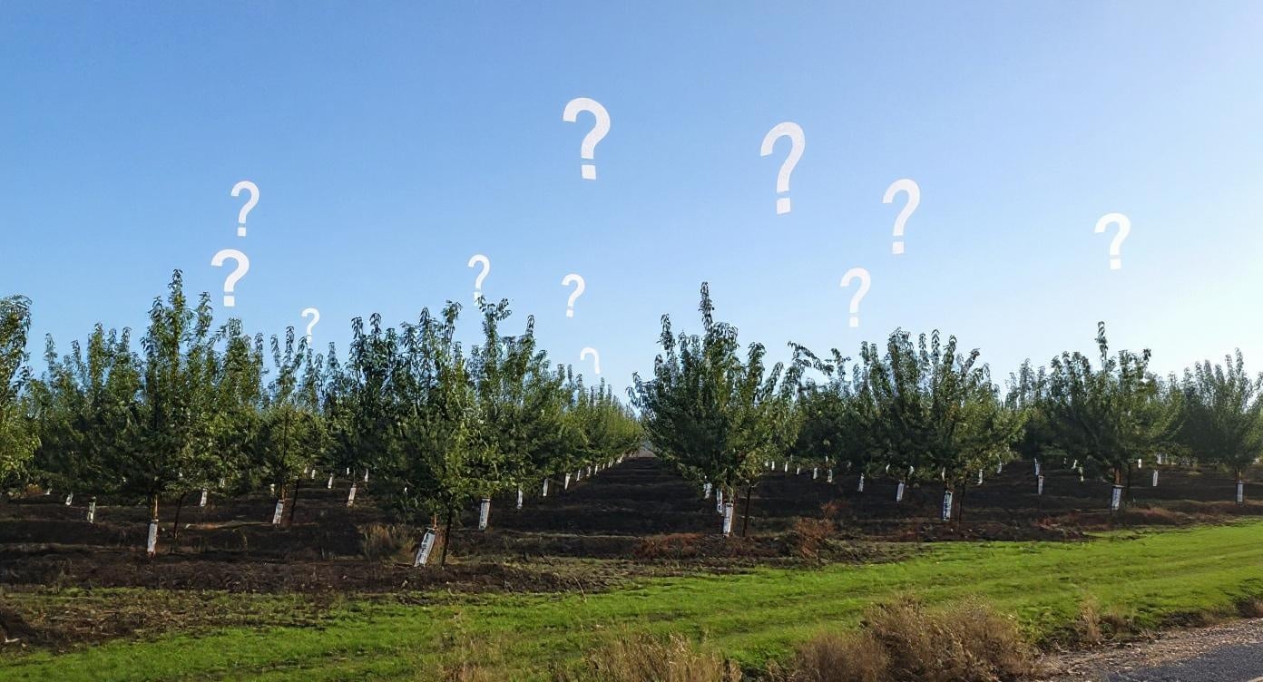 Orchard with rows of evenly spaced trees under a clear sky, with large white question marks digitally added above the trees.