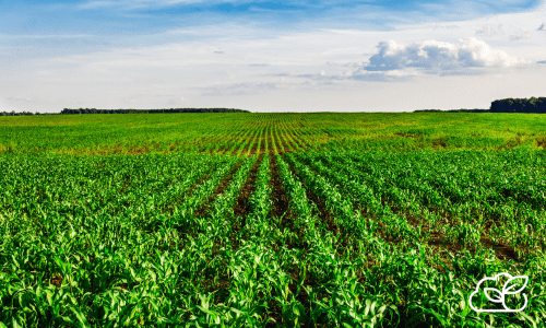 Rows of green crops grow in a large, open field under a partly cloudy sky, with trees visible in the distance.