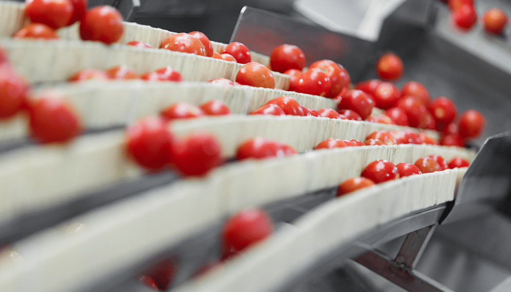 Rows of cherry tomatoes move along parallel conveyor belts in a food processing facility.